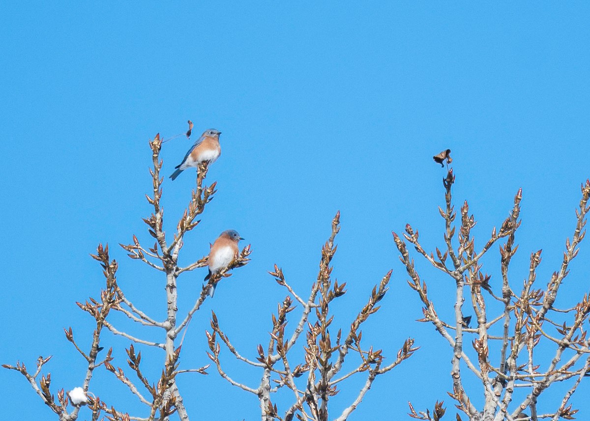 Azulejo Oriental - ML645027167