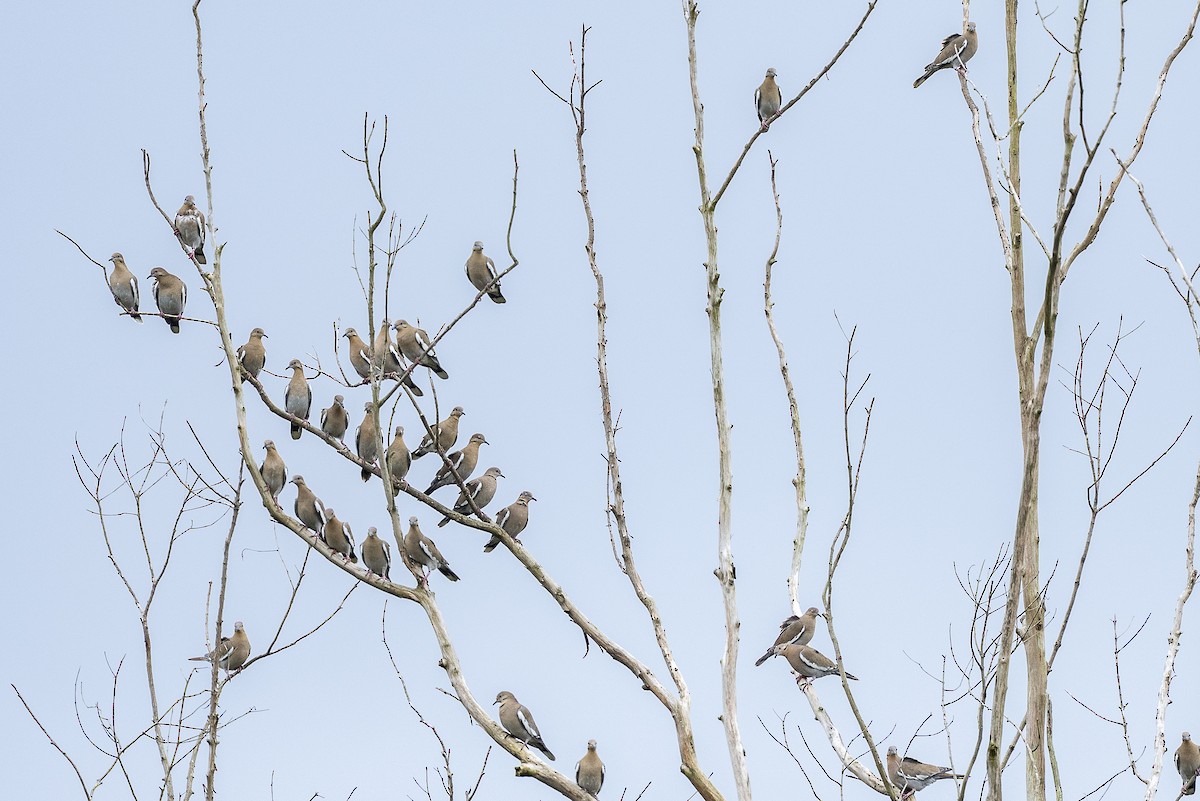 White-winged Dove - ML645027168