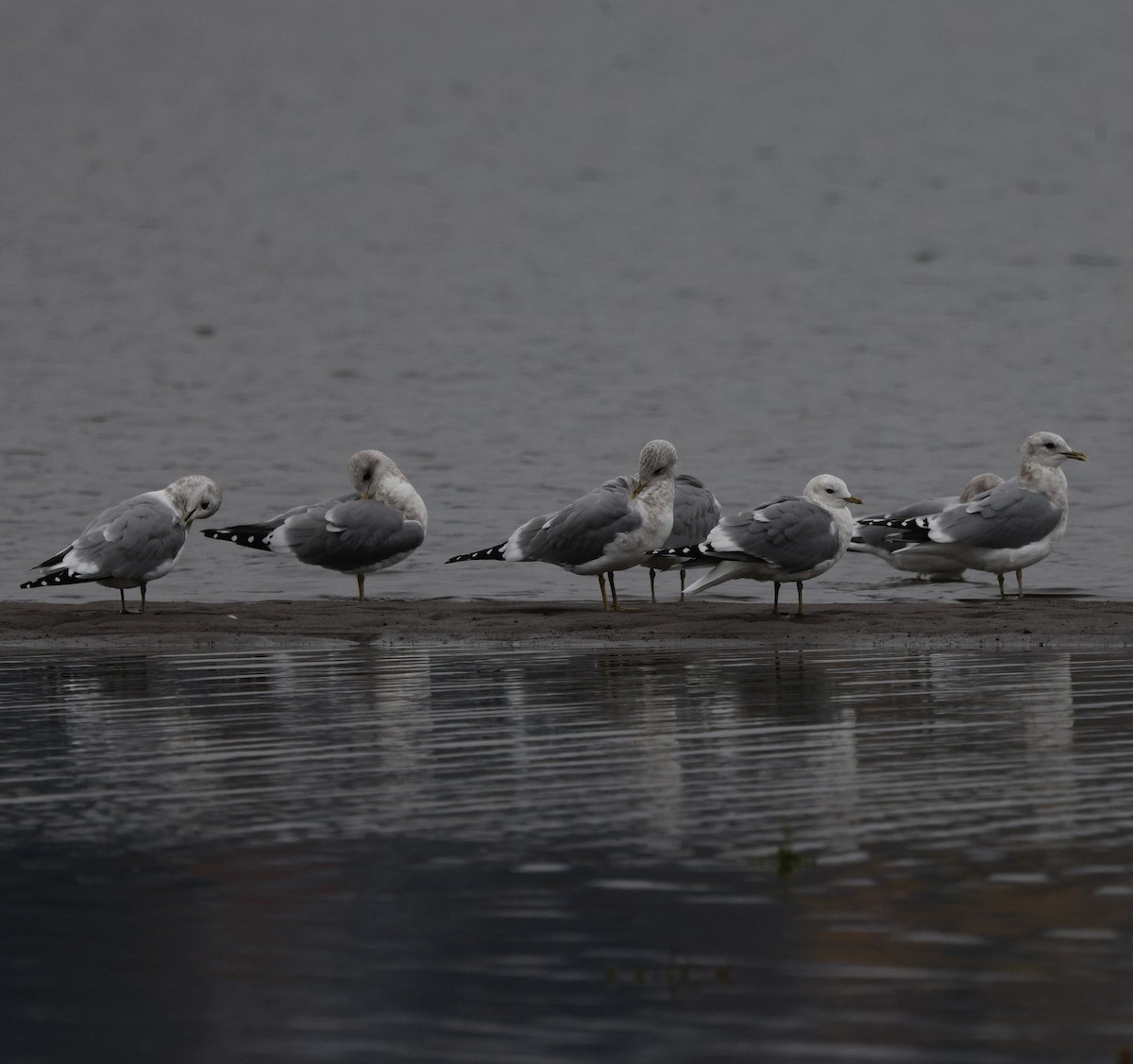 Larinae sp. - ML645027169