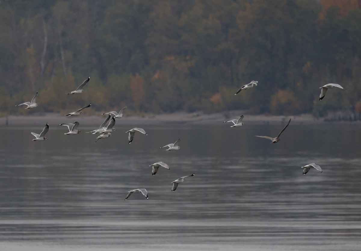 Larinae sp. - ML645027170