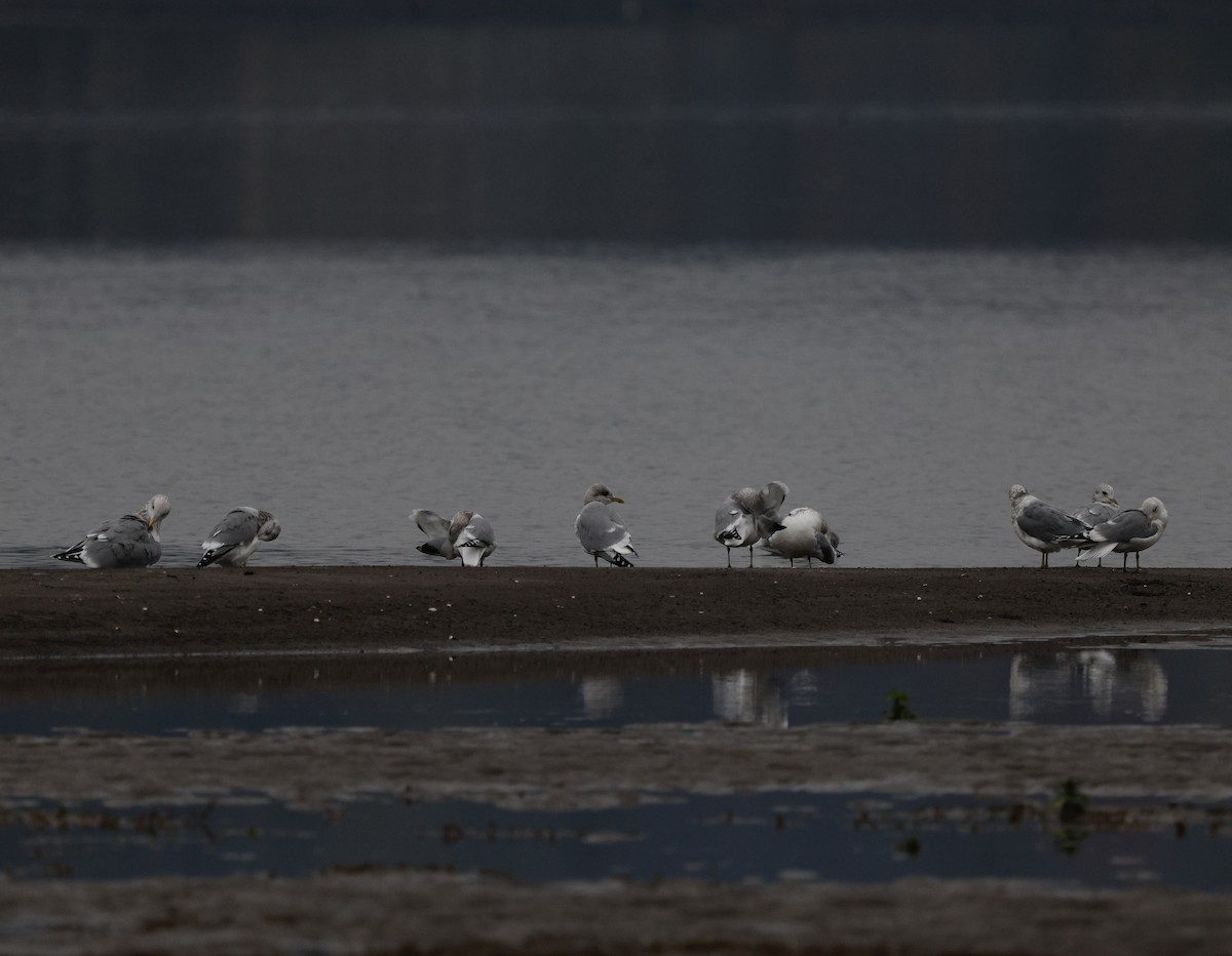 Larinae sp. - ML645027171