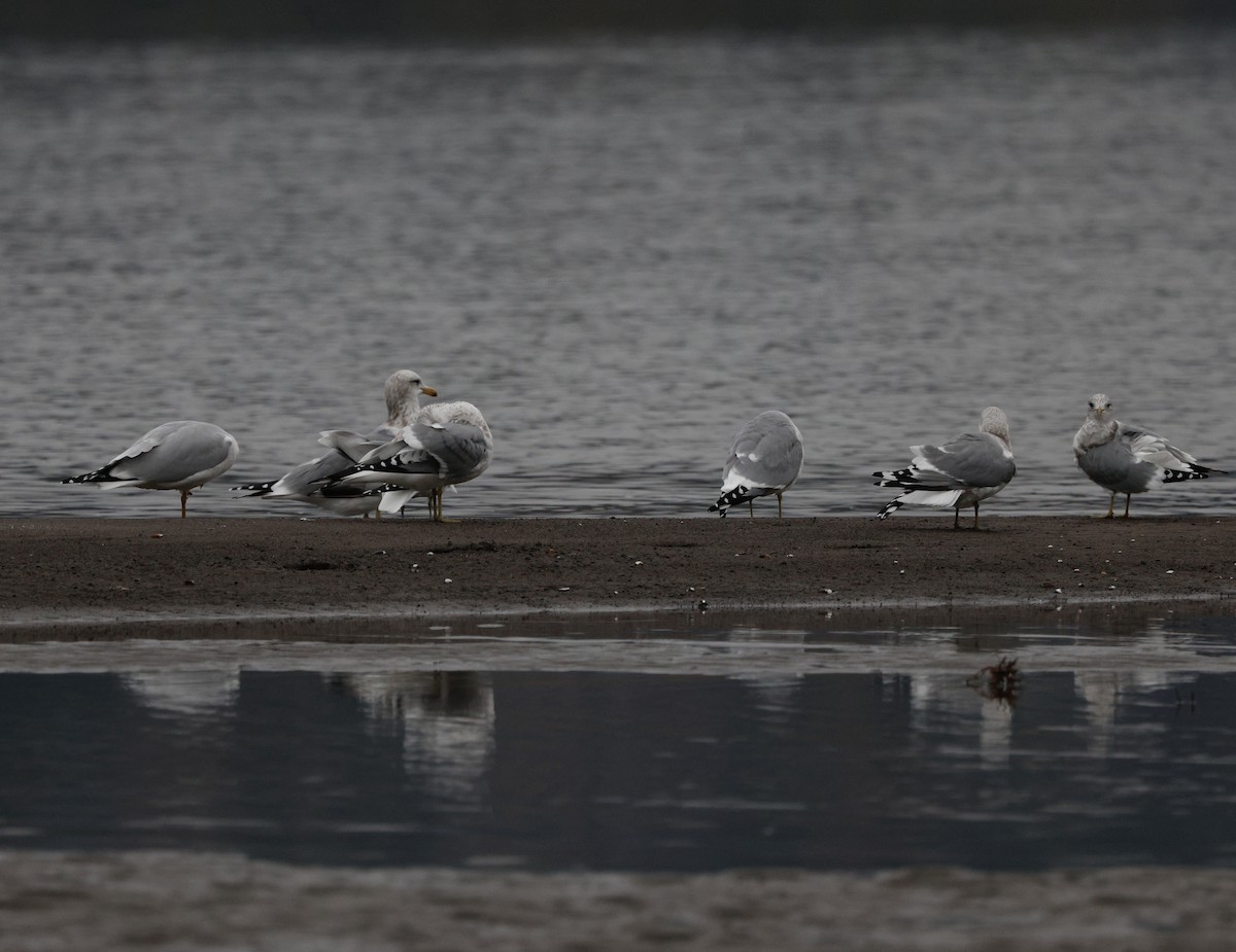 Larinae sp. - ML645027172