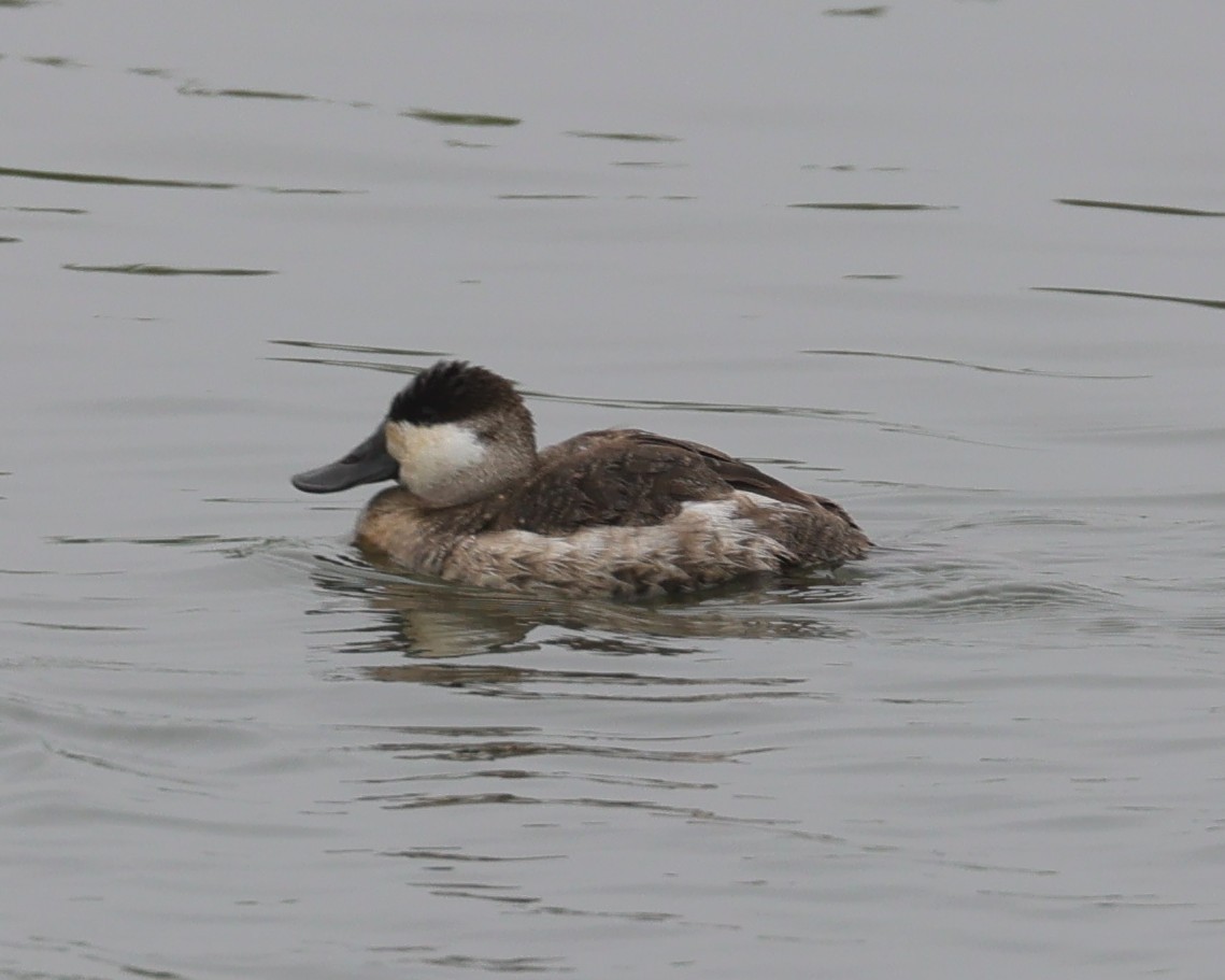 Schwarzkopf-Ruderente - ML645027179