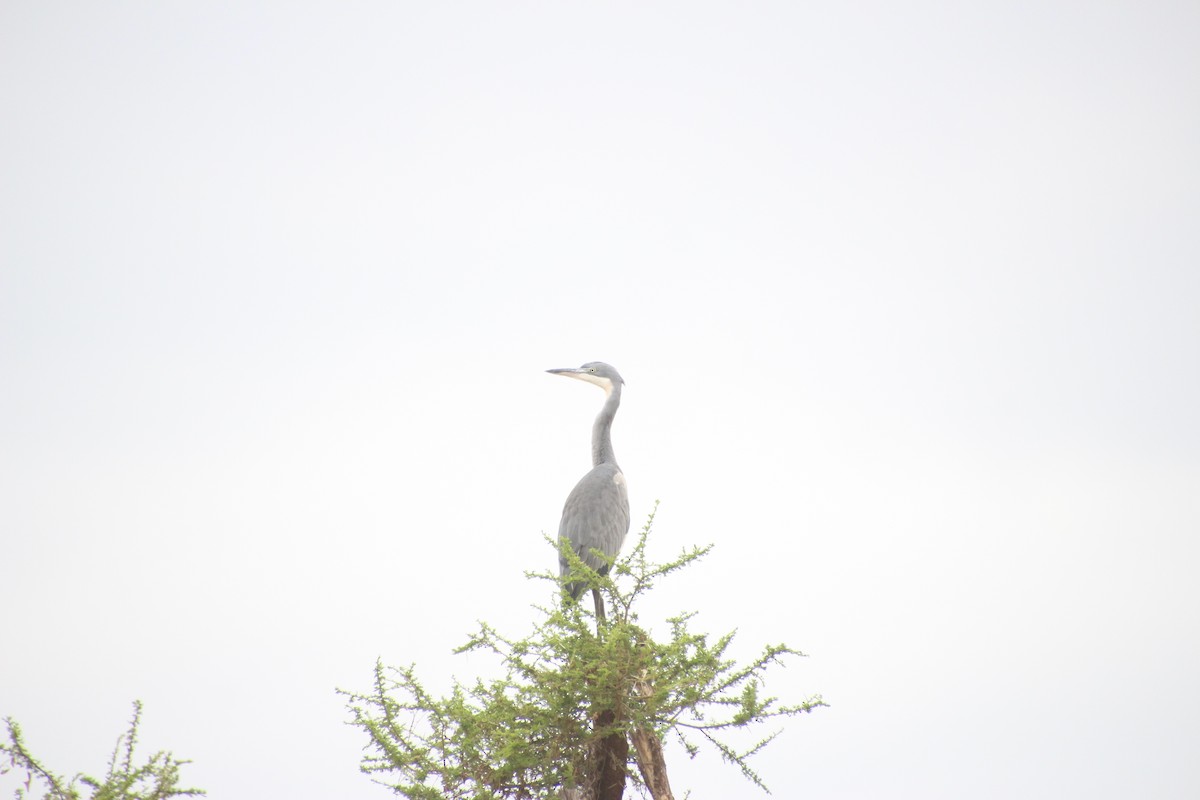 Héron mélanocéphale - ML645027188