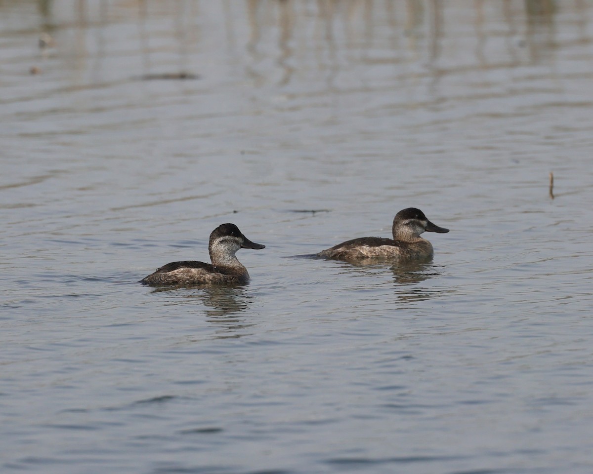 Schwarzkopf-Ruderente - ML645027194