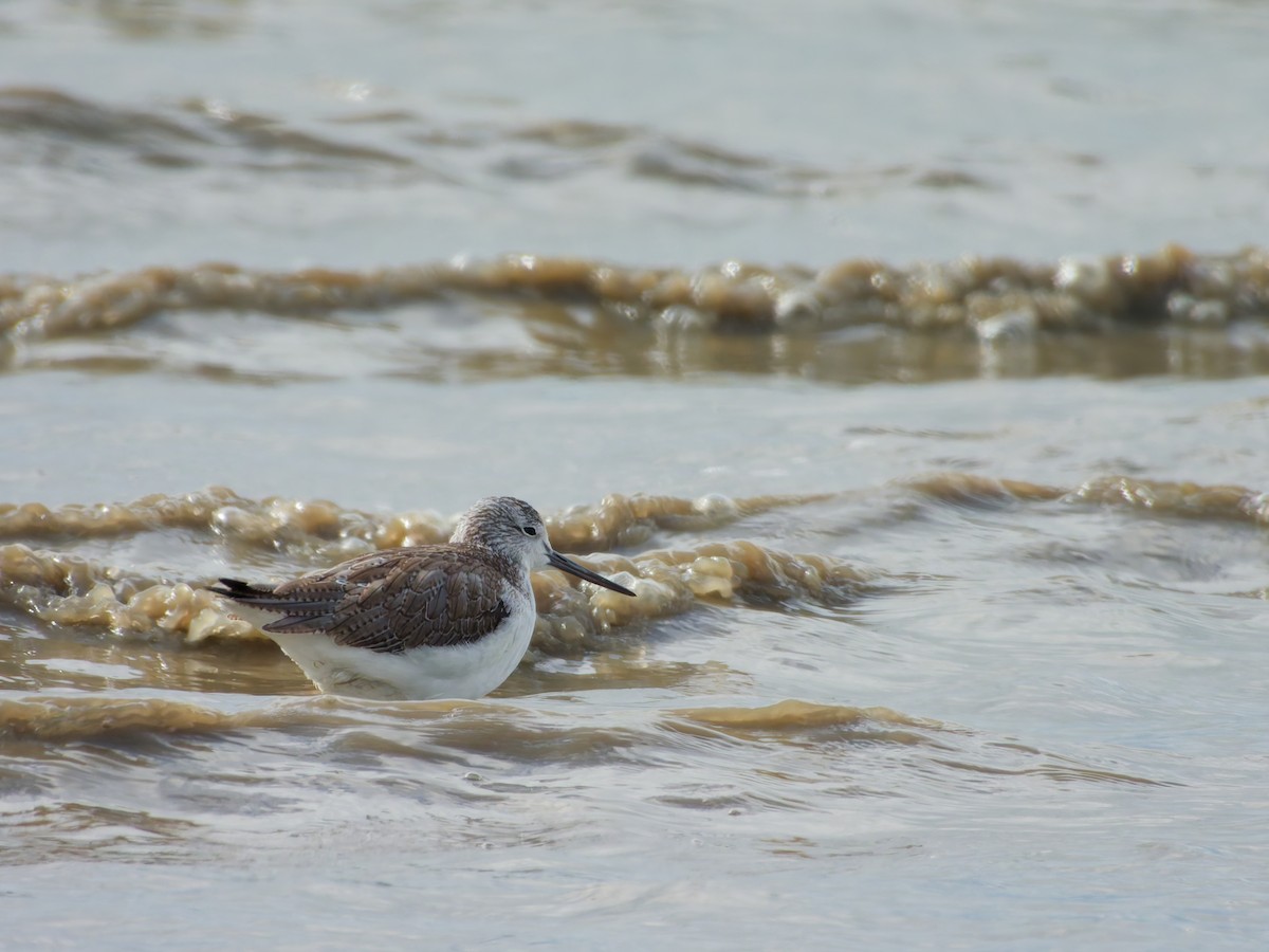 青足鷸 - ML645027196