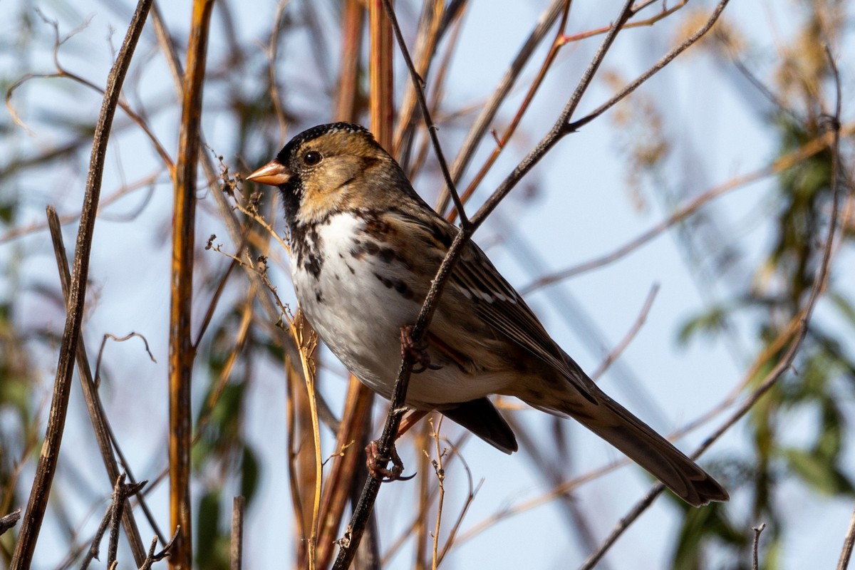 Harris's Sparrow - ML645027227