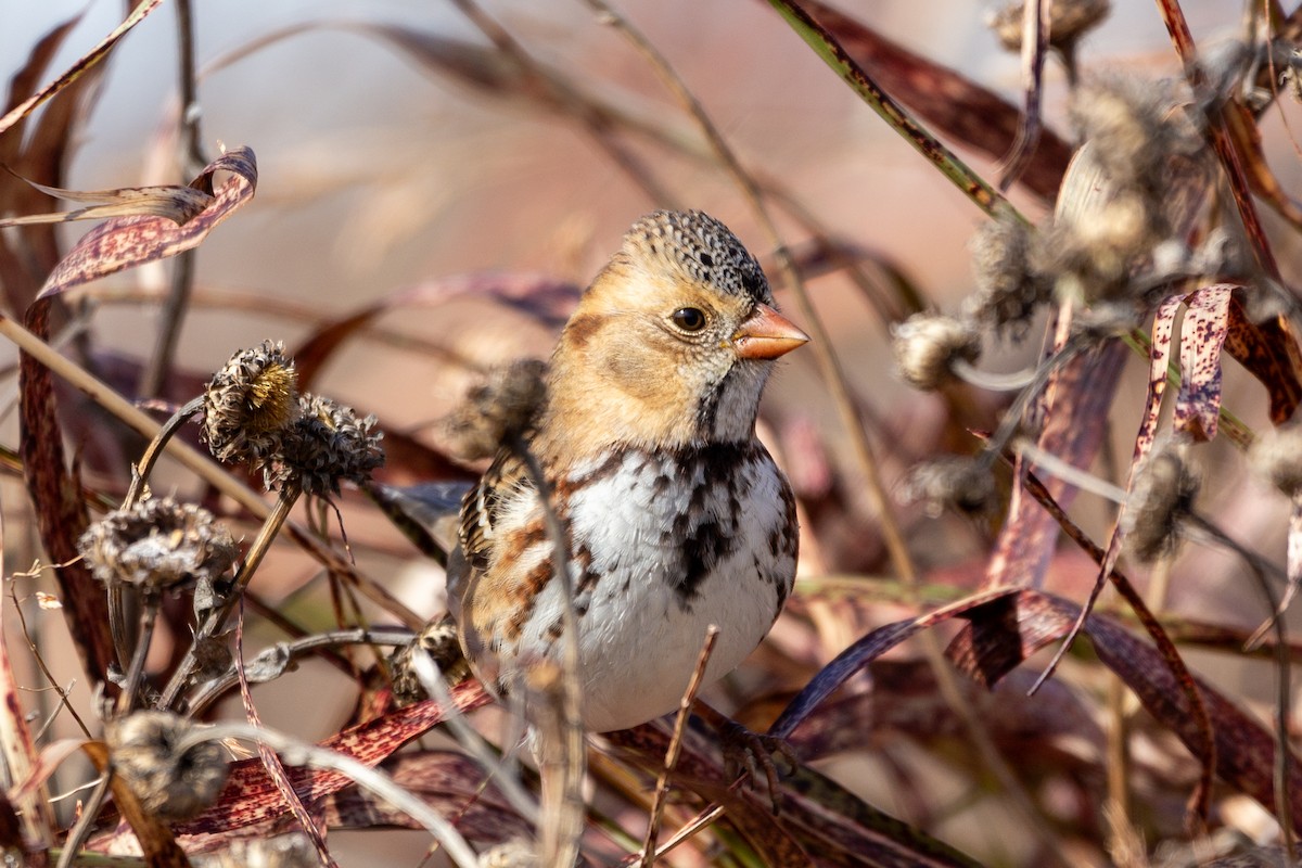 Harris's Sparrow - ML645027228