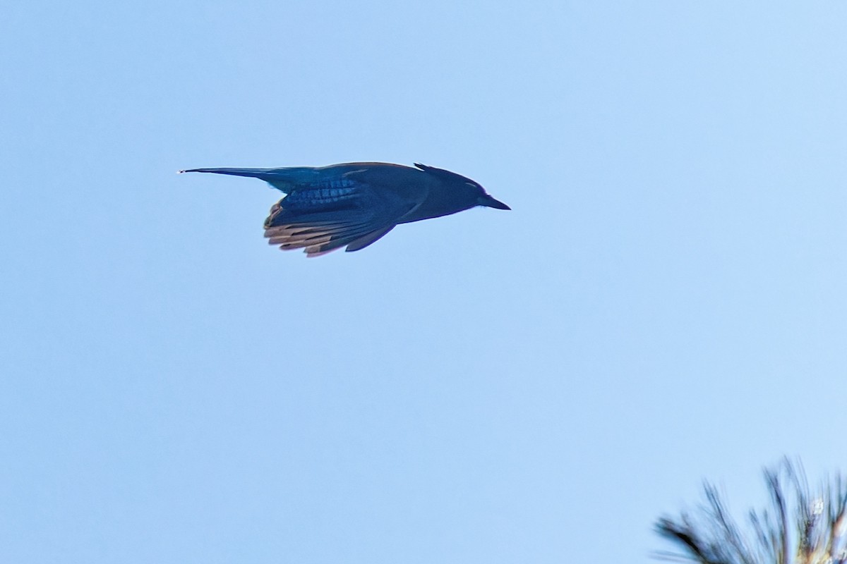 Steller Kargası [diademata grubu] - ML645027230