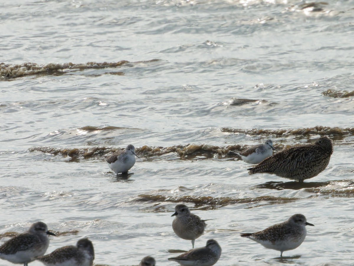 小青足鷸 - ML645027239