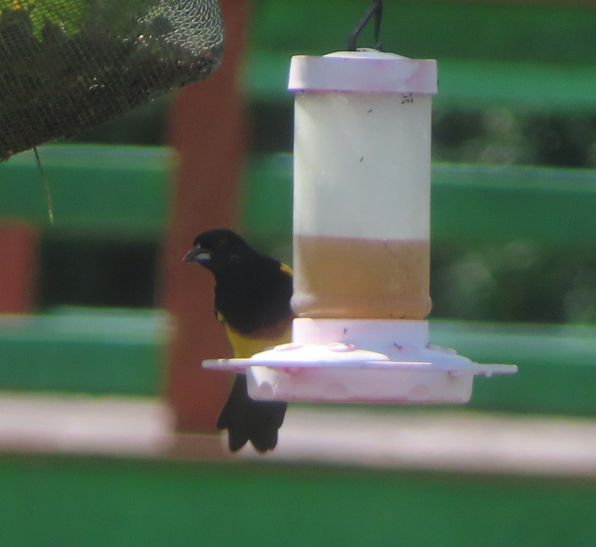 Black-cowled Oriole - ML645027244