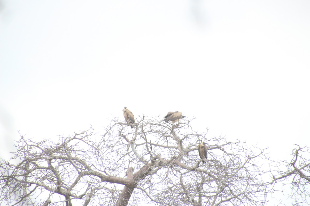 White-backed Vulture - ML645027247
