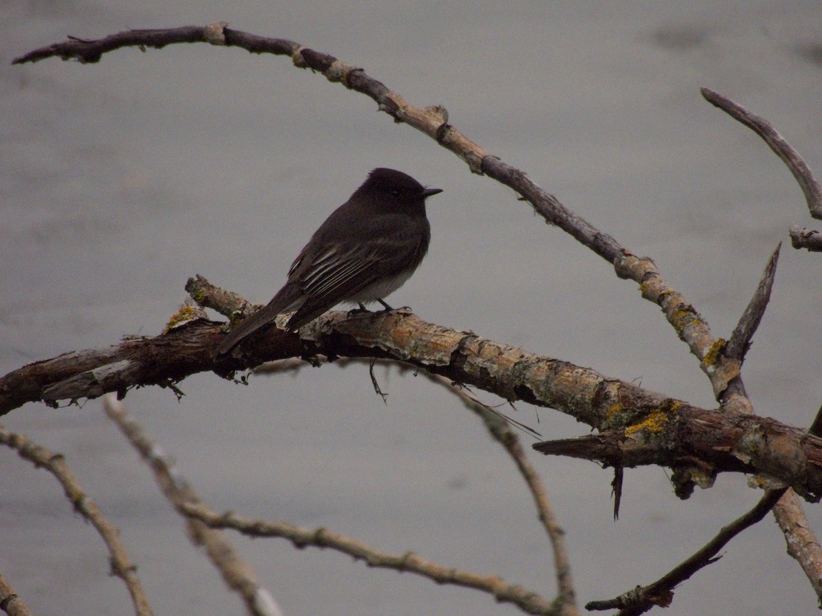 Black Phoebe - ML645027261