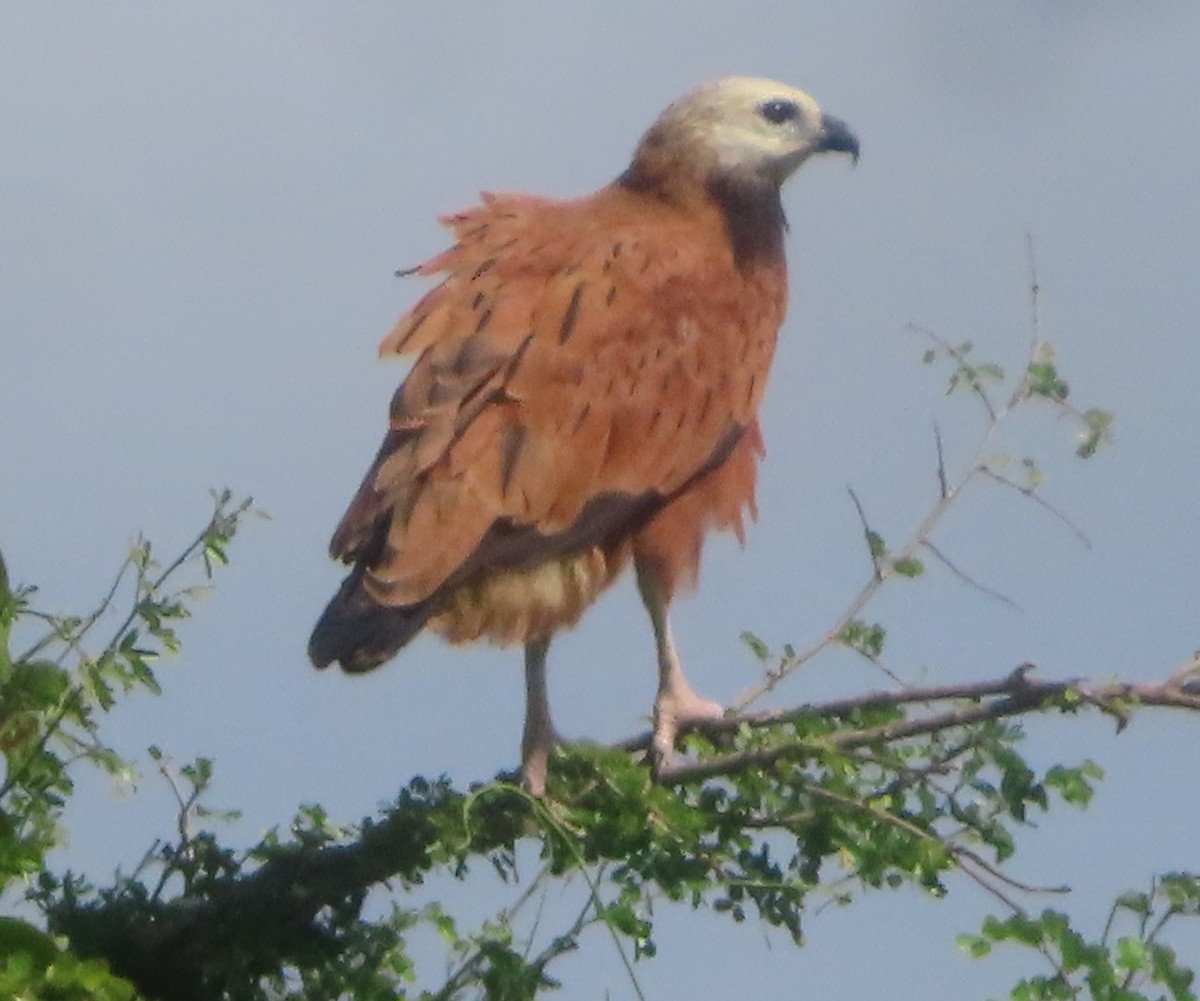 Black-collared Hawk - ML645027262