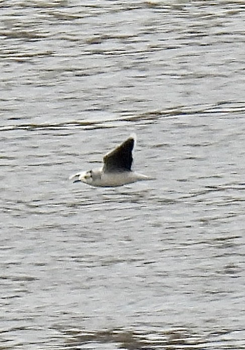 Little Gull - ML645027267