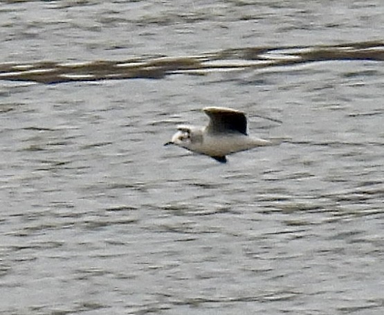Little Gull - ML645027268