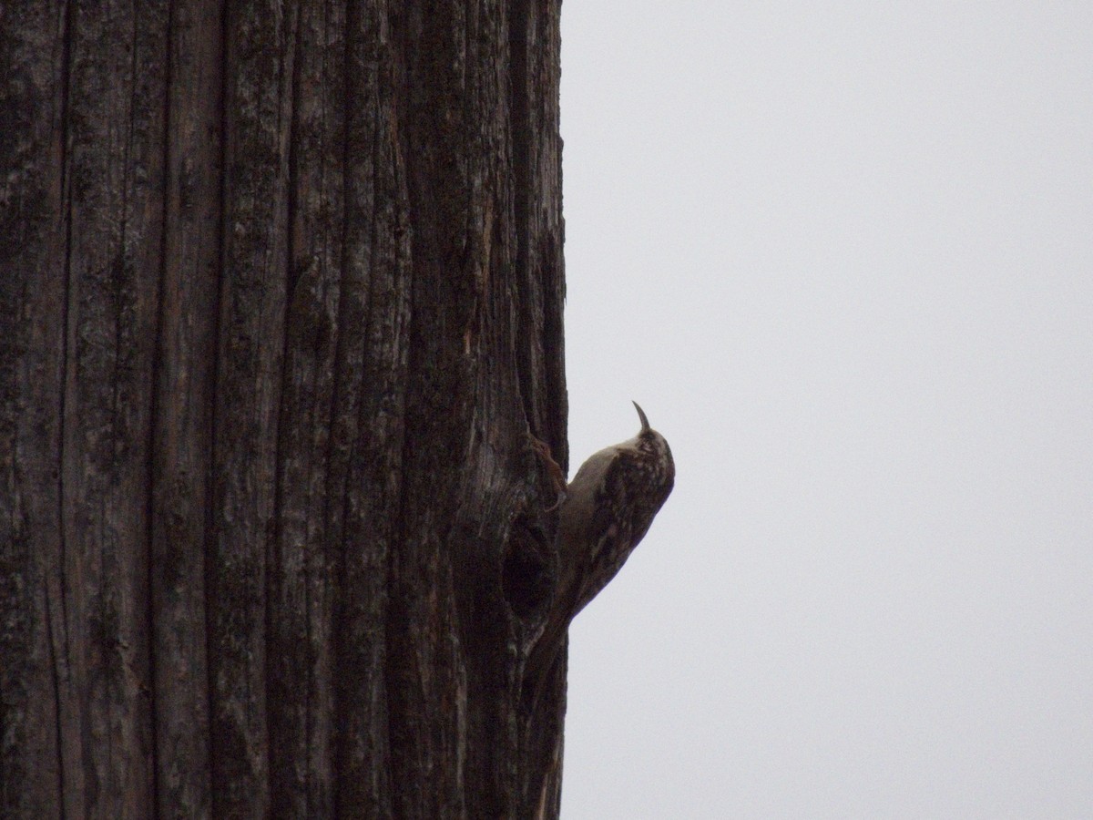 Brown Creeper - ML645027276