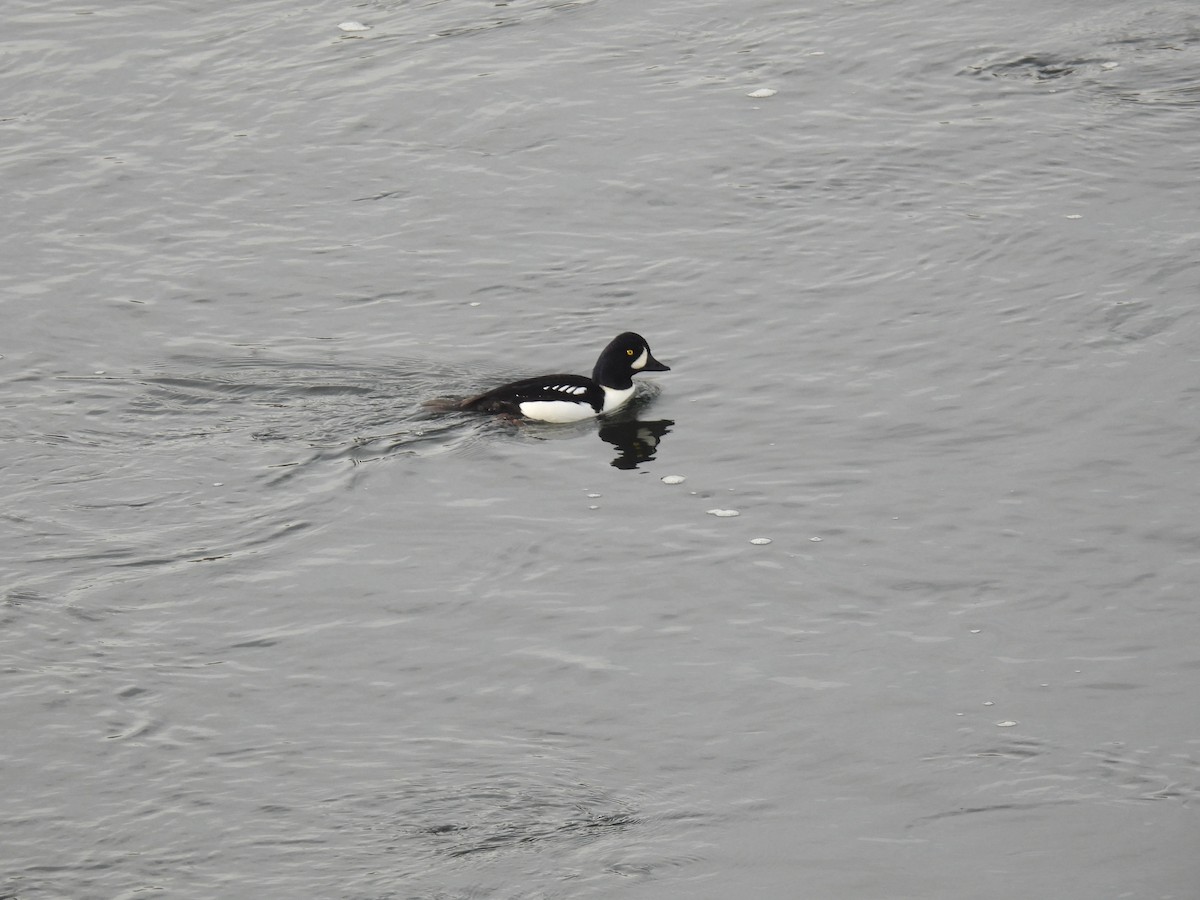 Barrow's Goldeneye - ML645027277