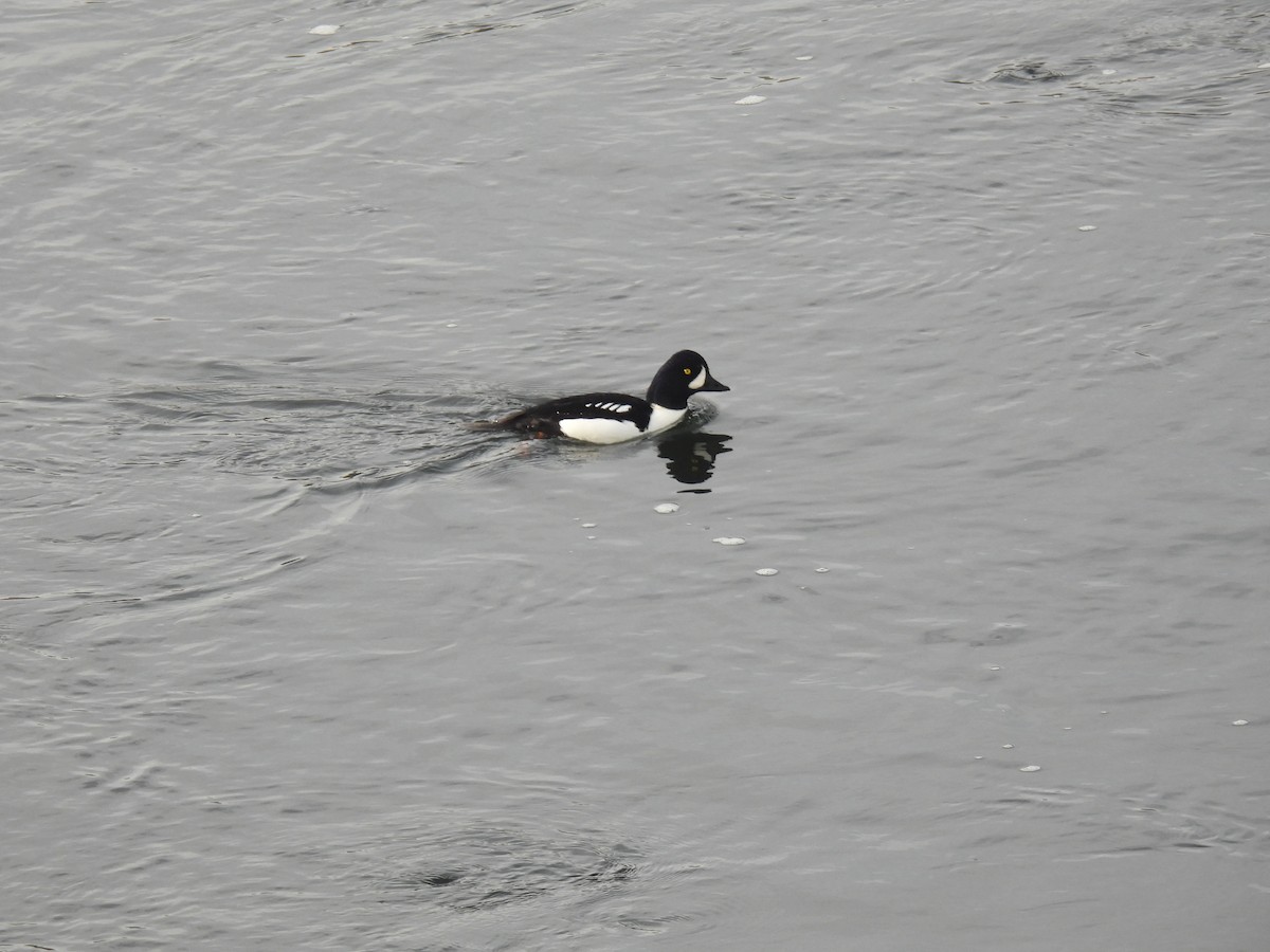 Barrow's Goldeneye - ML645027278