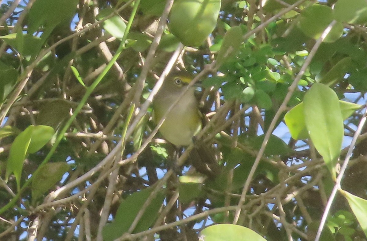 White-eyed Vireo - ML645027297