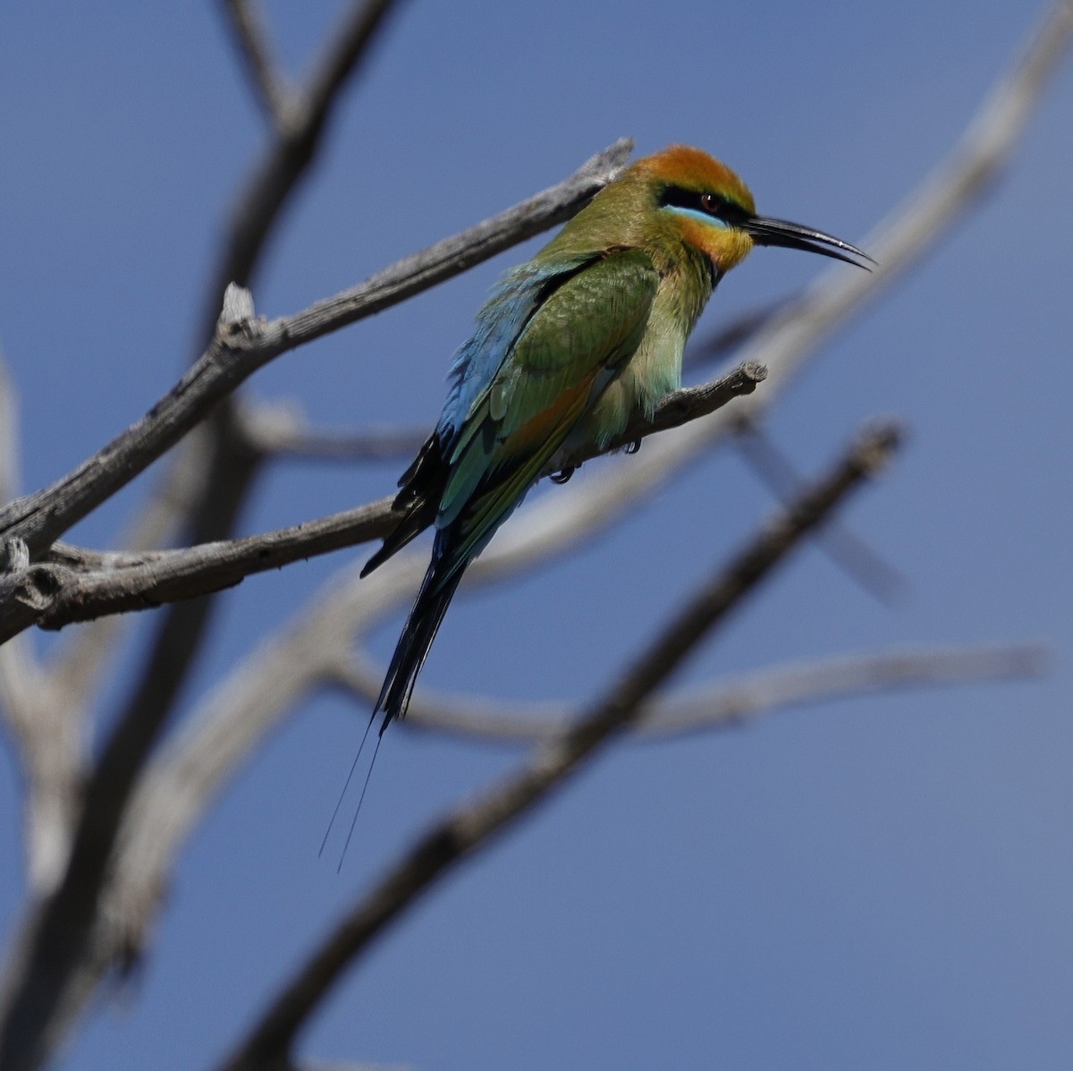 Regenbogenspint - ML645027299