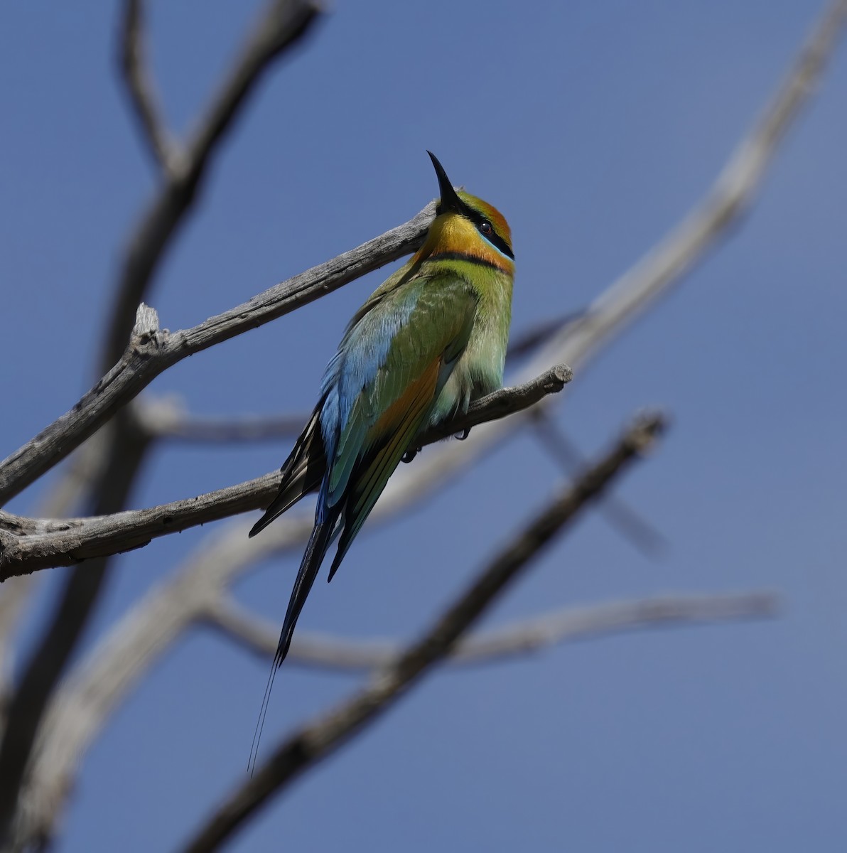 Regenbogenspint - ML645027300