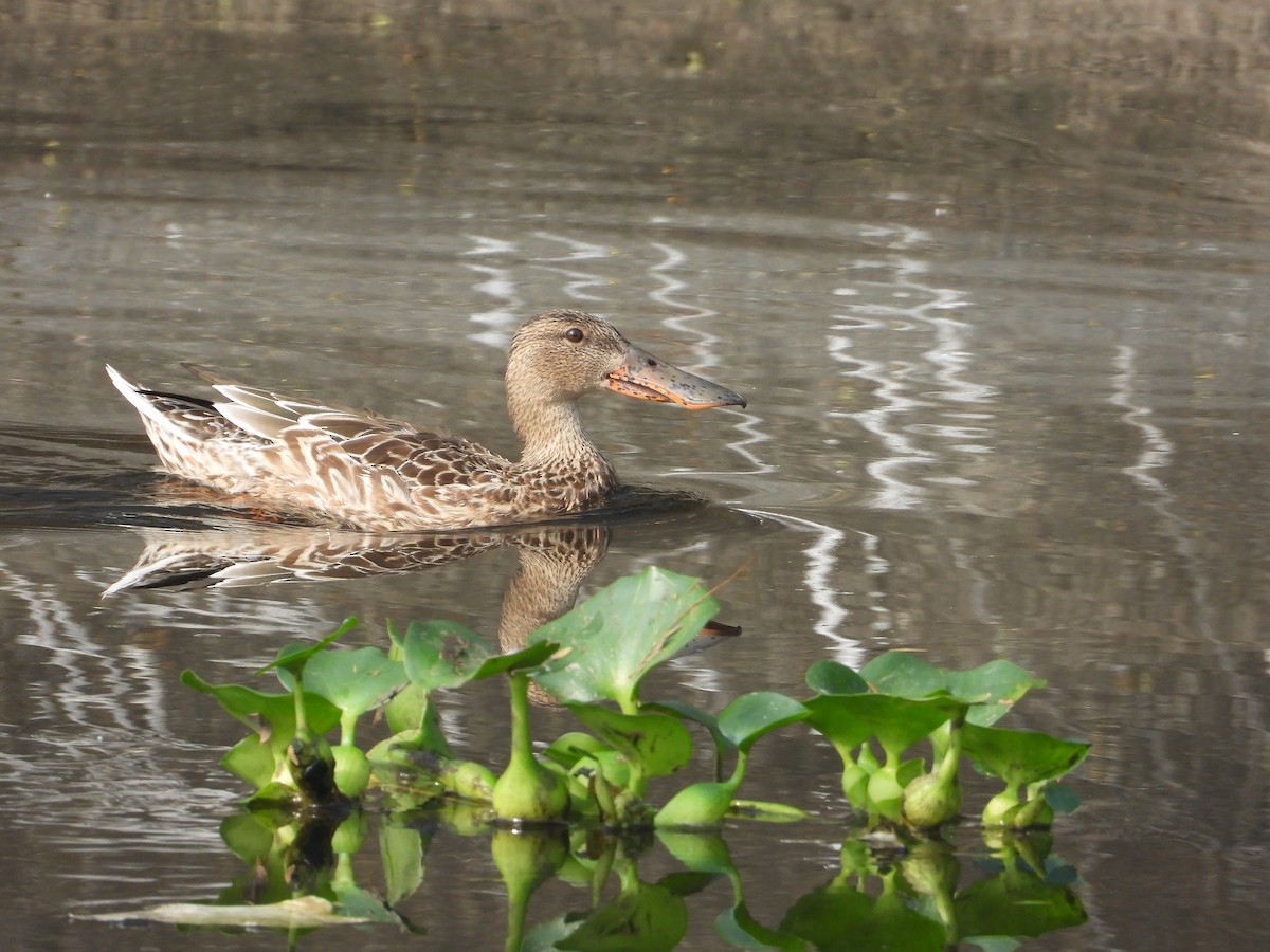 Northern Shoveler - ML645027316