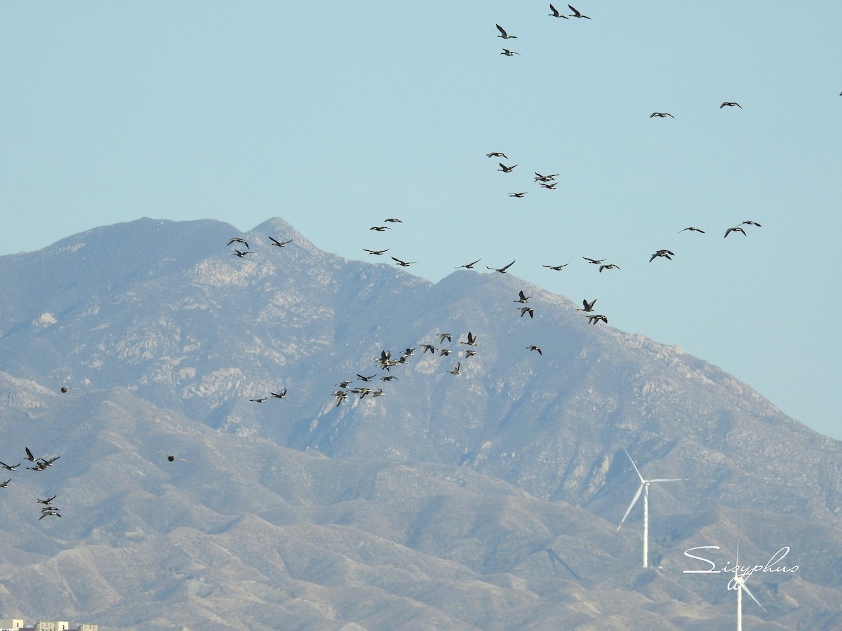 husa labutí - ML645027322