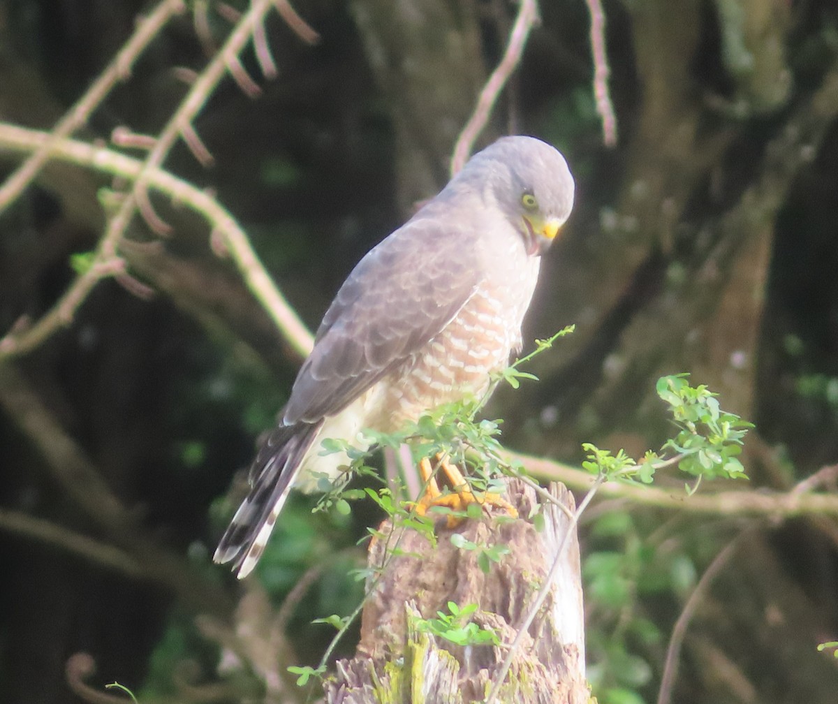 Roadside Hawk - ML645027338