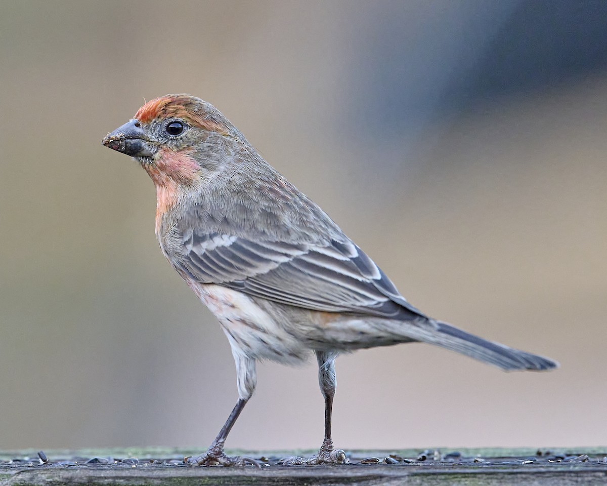 House Finch - ML645027340