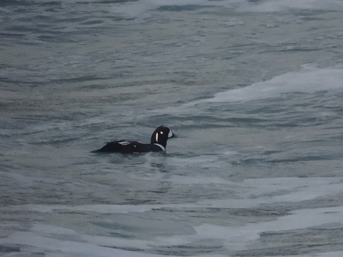 Ahate arlekina - ML645027351