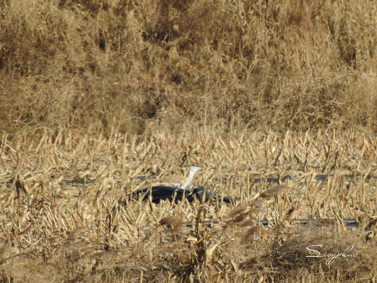 ノガン - ML645027353