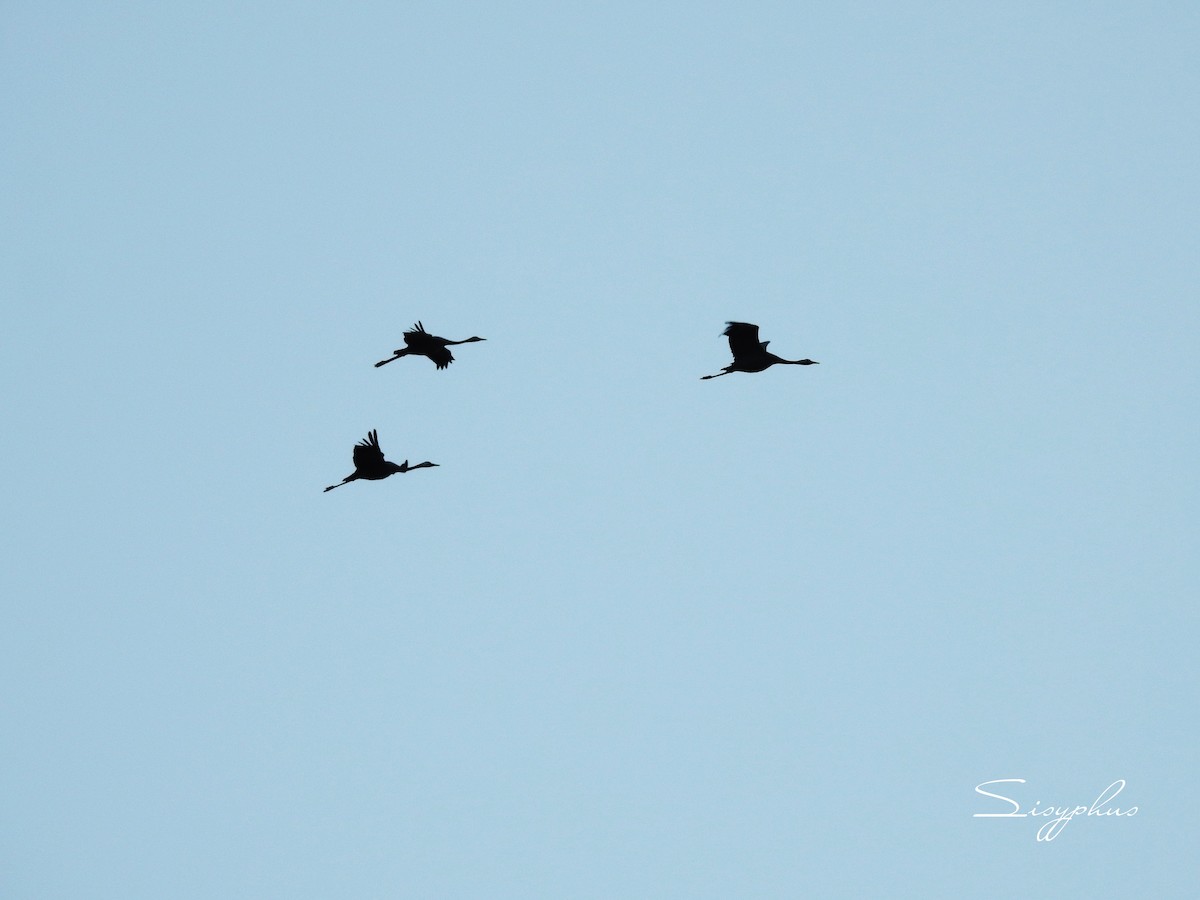 クロヅル - ML645027357