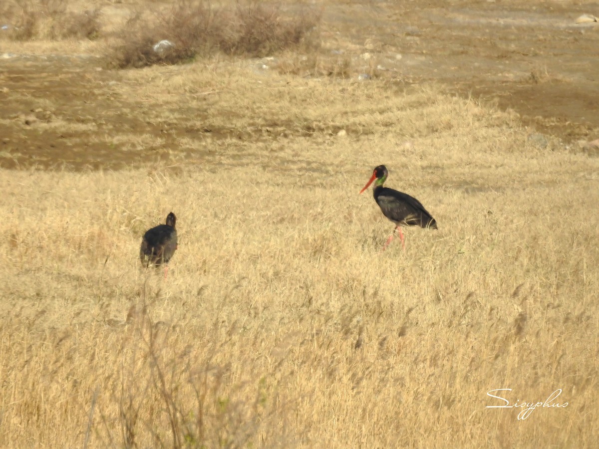 ナベコウ - ML645027360