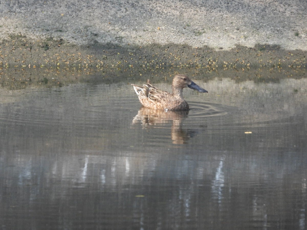 Northern Shoveler - ML645027361