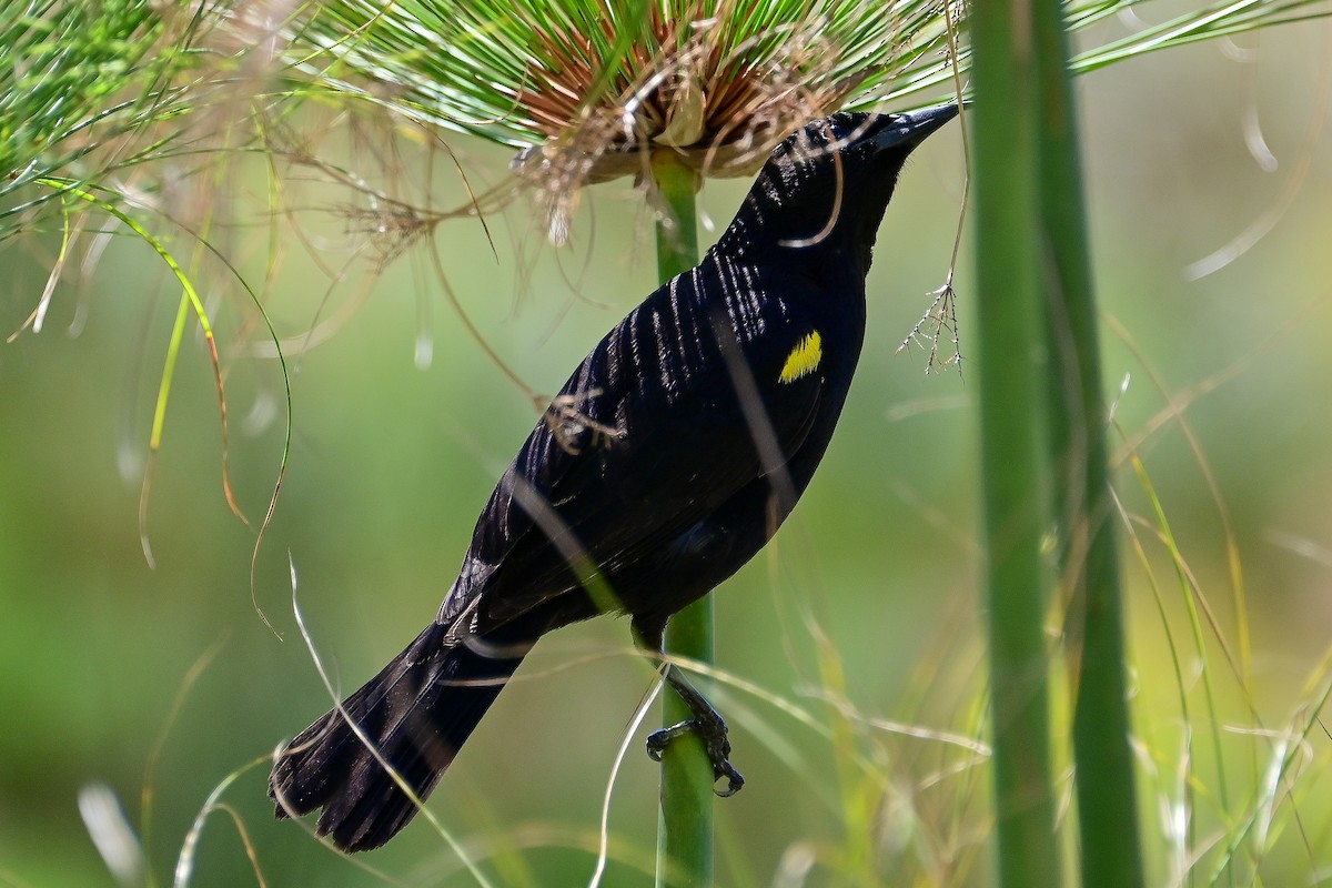 Varillero Aliamarillo - ML645027364