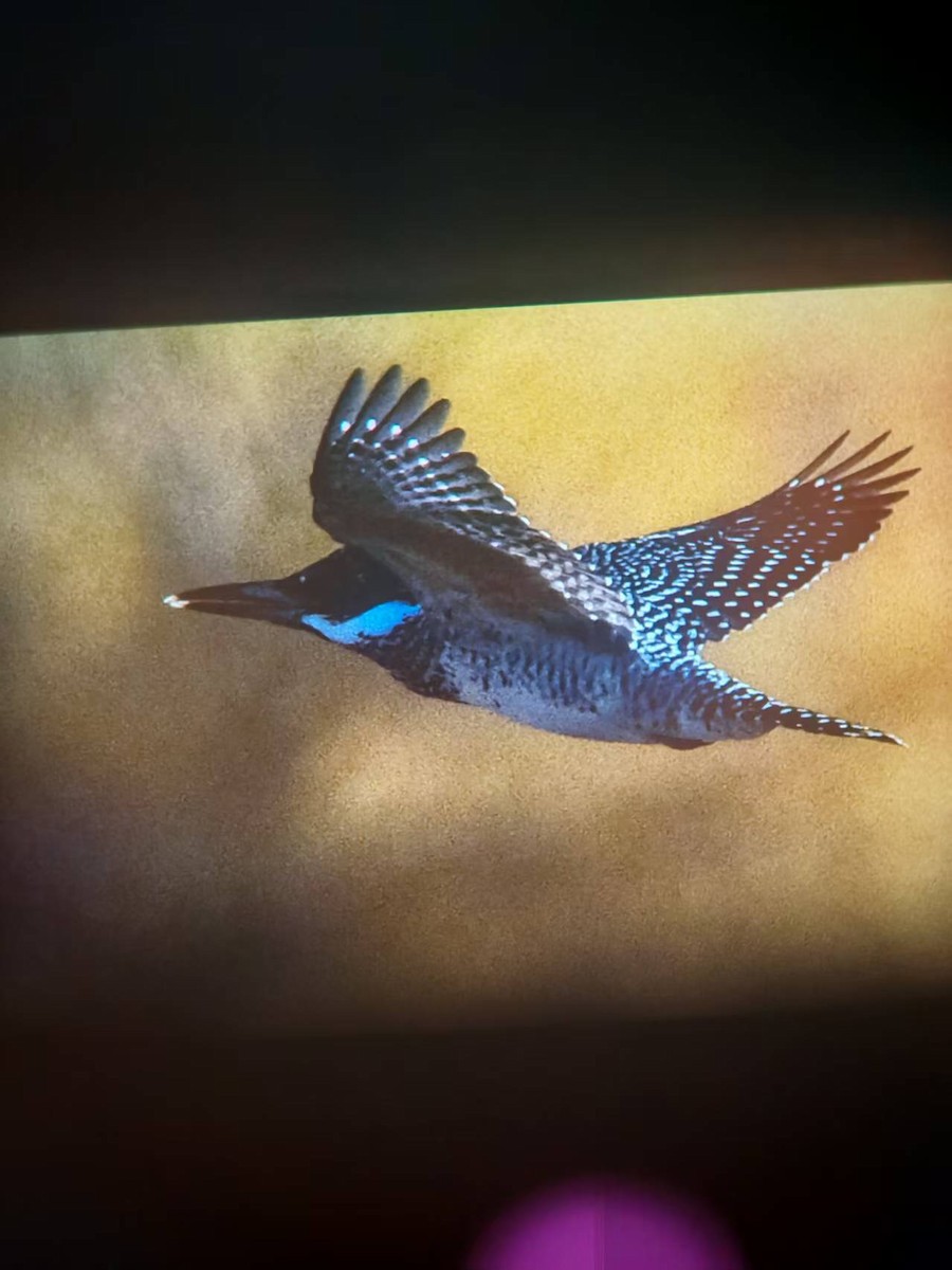 ヤマセミ - ML645027365