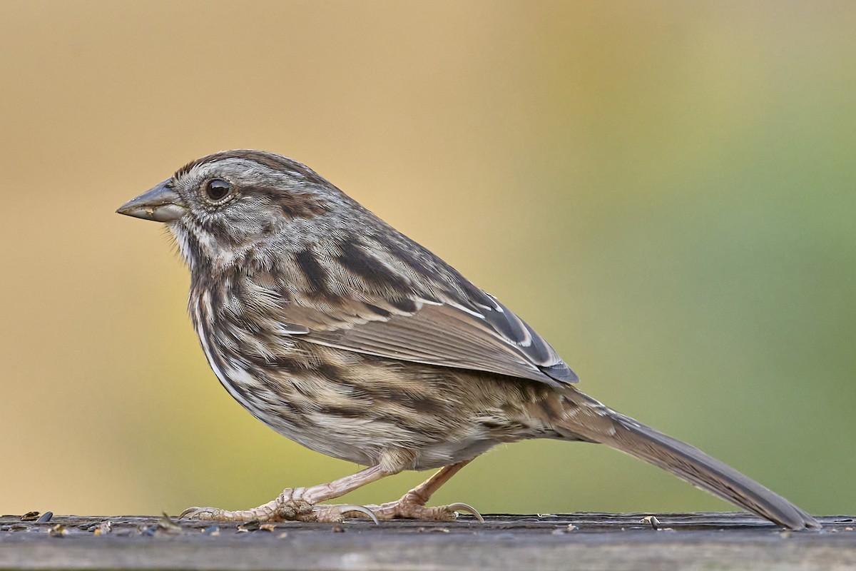 Song Sparrow (heermanni Group) - ML645027369