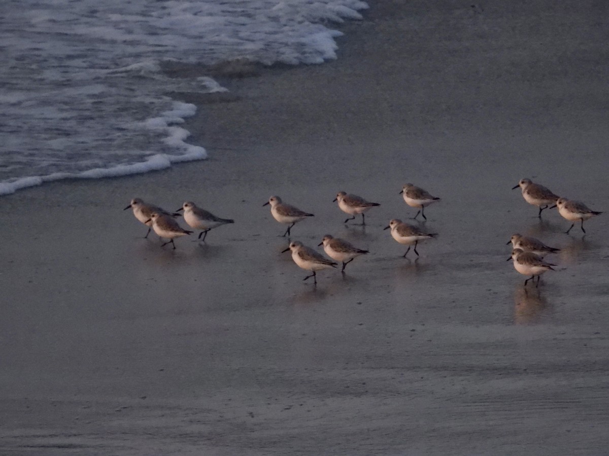 Txirri zuria - ML645027370