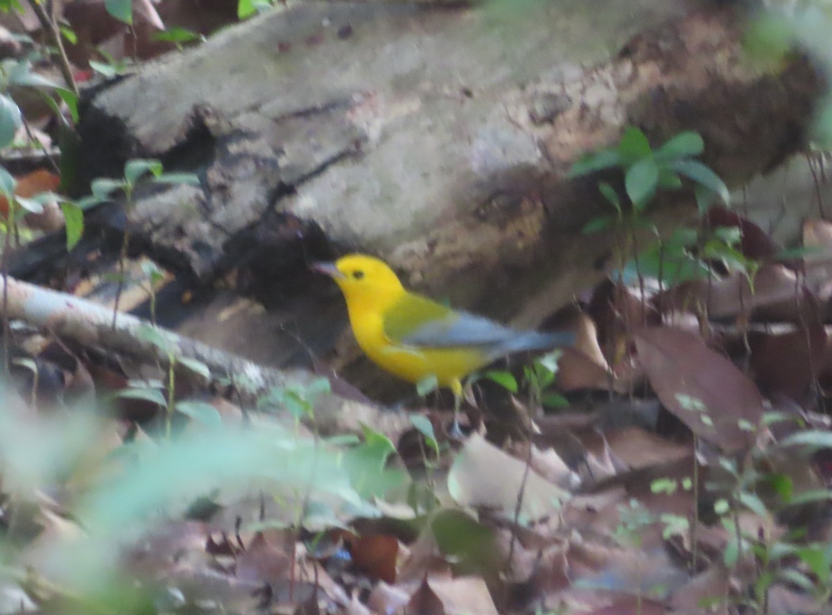 Prothonotary Warbler - ML645027376