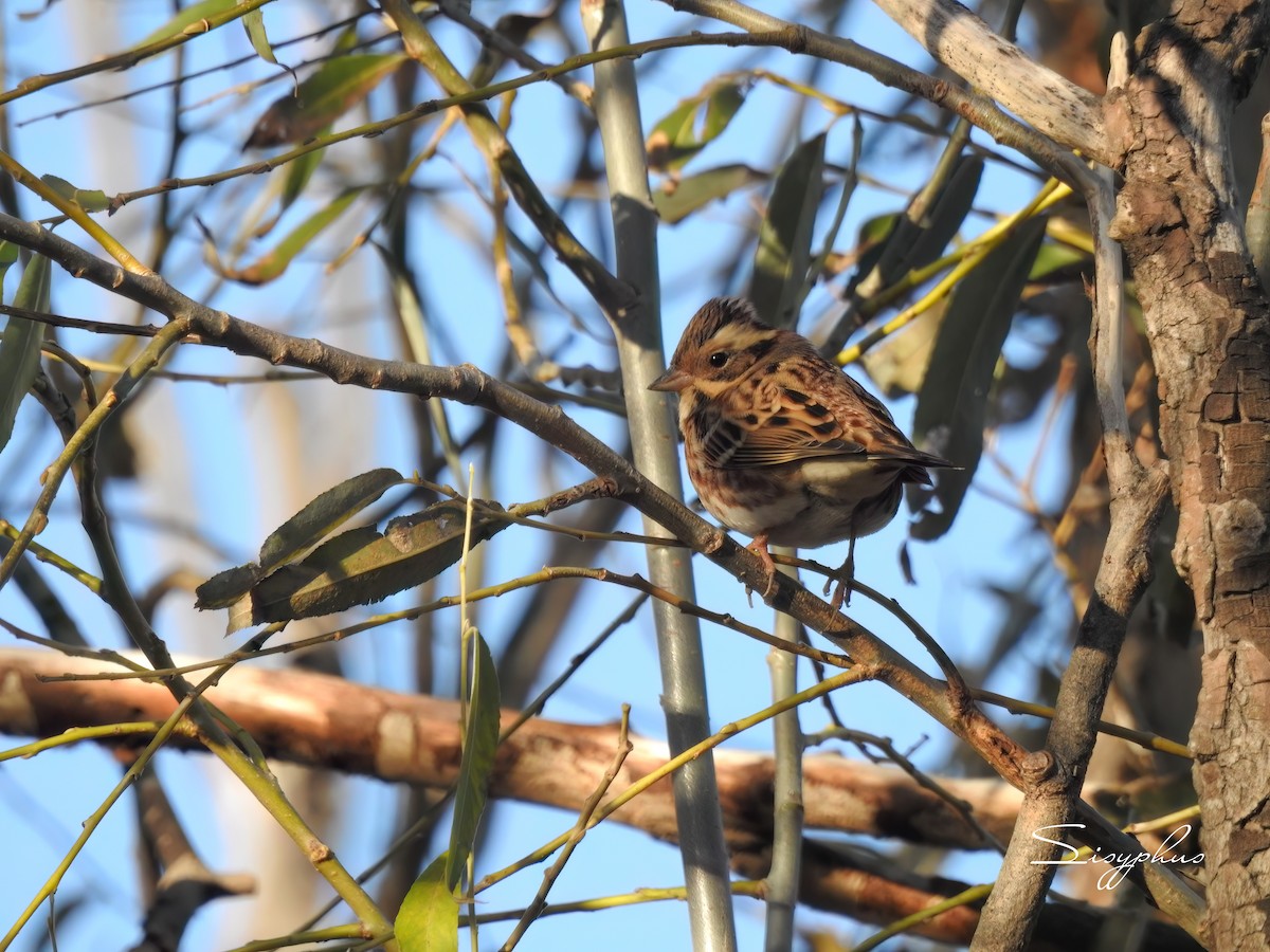 カシラダカ - ML645027385