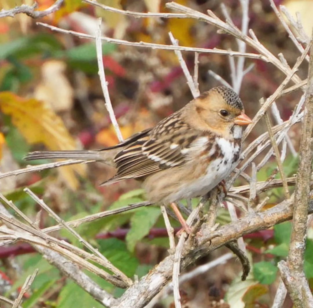 Harris's Sparrow - ML645027406