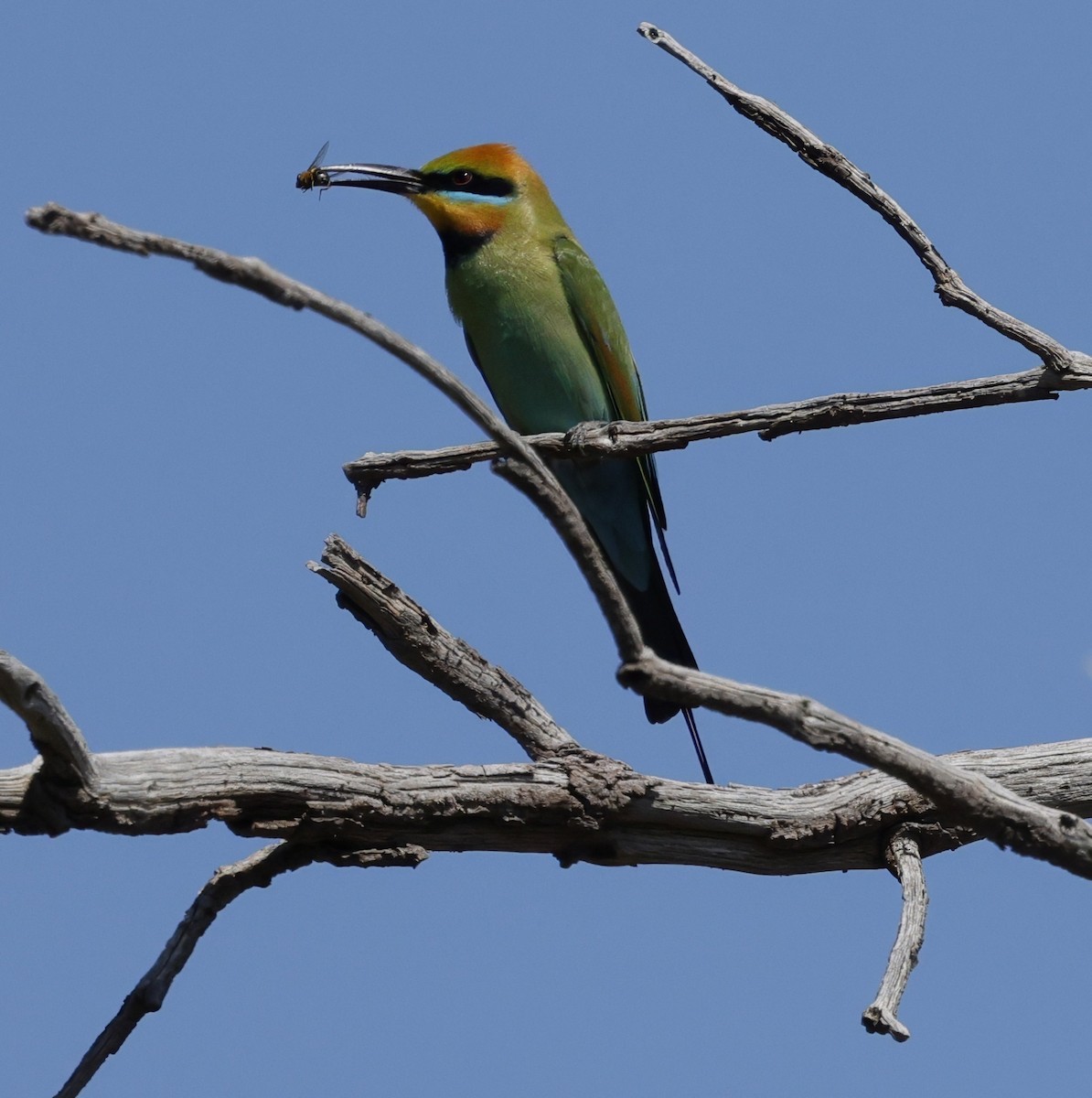 Regenbogenspint - ML645027416