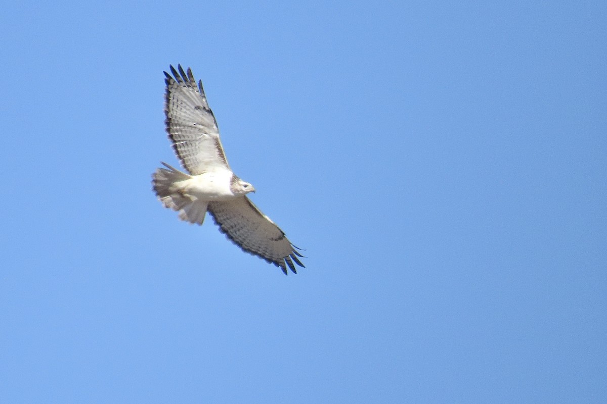 Red-tailed Hawk (Krider's) - ML645027419