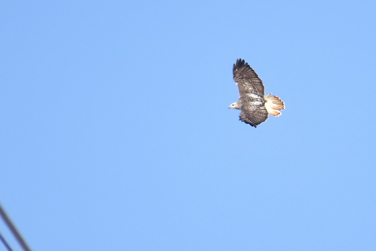 Red-tailed Hawk (Krider's) - ML645027420