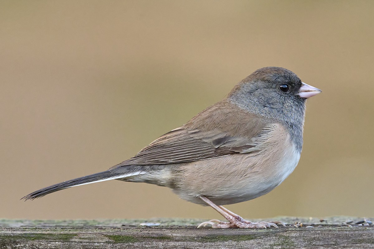 Dark-eyed Junco (Oregon) - ML645027428