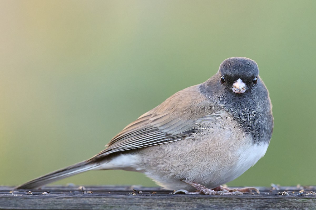 Dark-eyed Junco (Oregon) - ML645027429