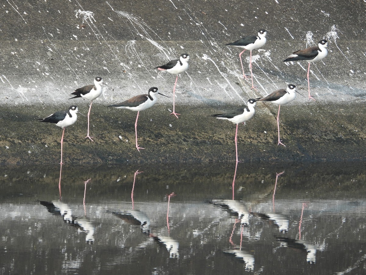 Black-necked Stilt - ML645027455