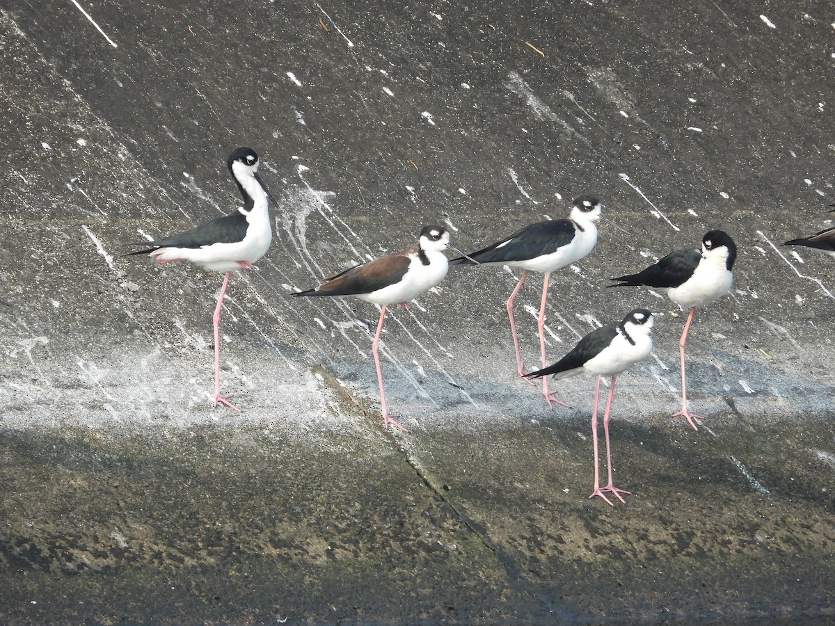 Black-necked Stilt - ML645027456