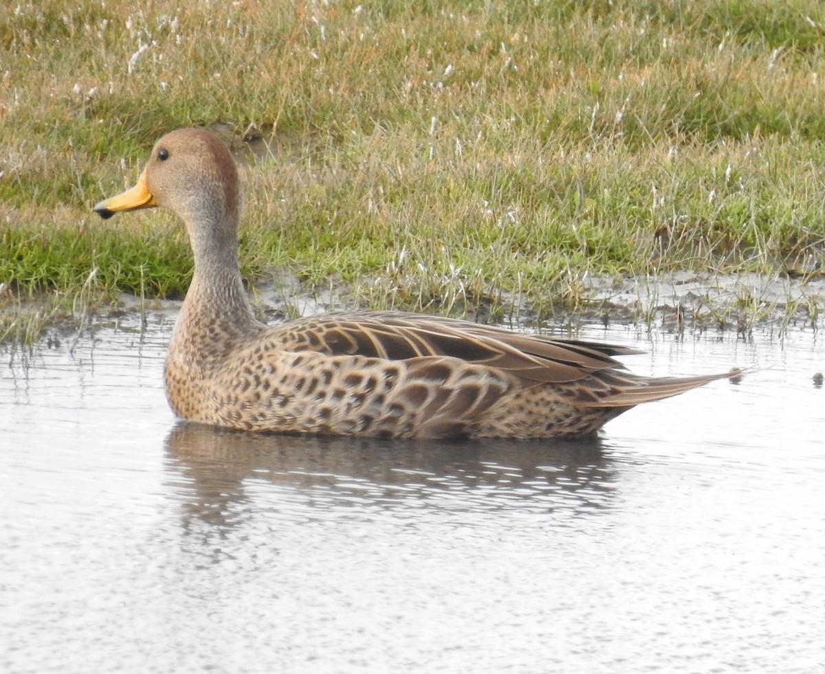 gulnebbstjertand - ML645027474